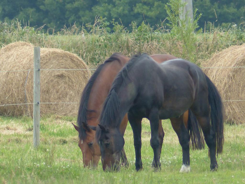 Paardenhof Guesthouse Esquelbecq Экстерьер фото